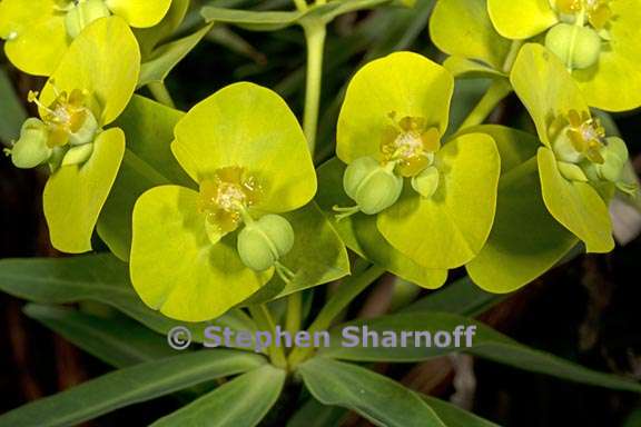 euphorbia dendroides 1 graphic